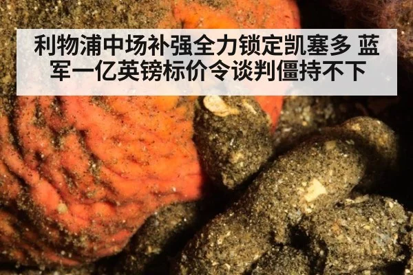 利物浦中场补强全力锁定凯塞多 蓝军一亿英镑标价令谈判僵持不下